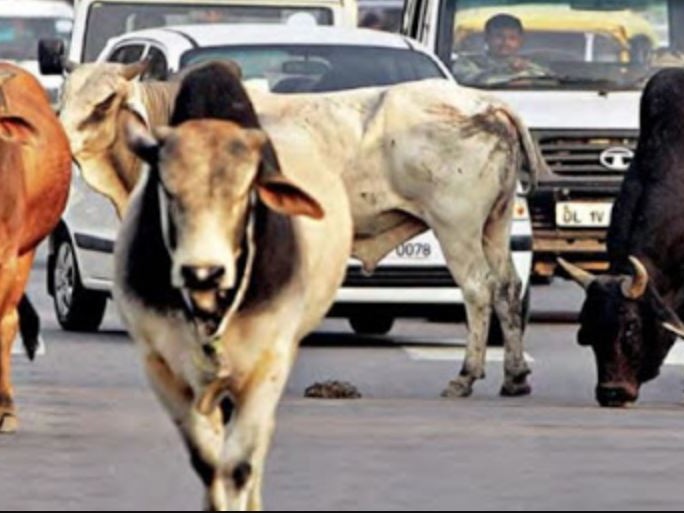 छाडा पशु चौपायाको व्यवस्थापनमा चुनौती